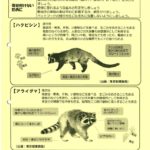 147ハクビシン・アライグマのサムネイル